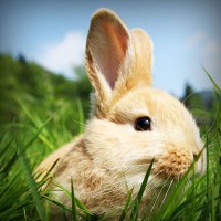 /album/linaphoder/photolia-a03-jpg/